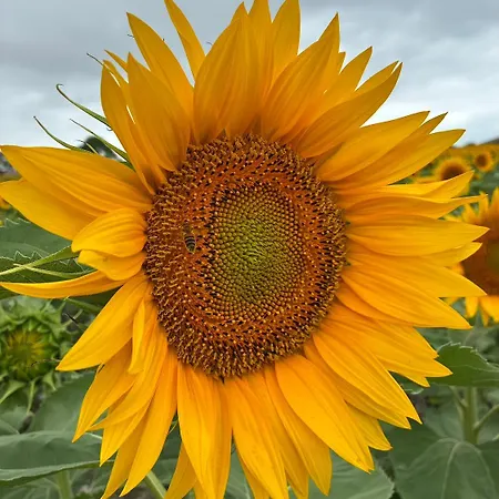 La Grande Rossignol Holiday home *