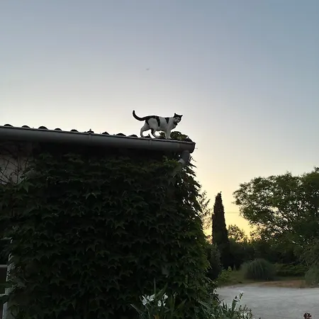 La Grande Rossignol * Belveze